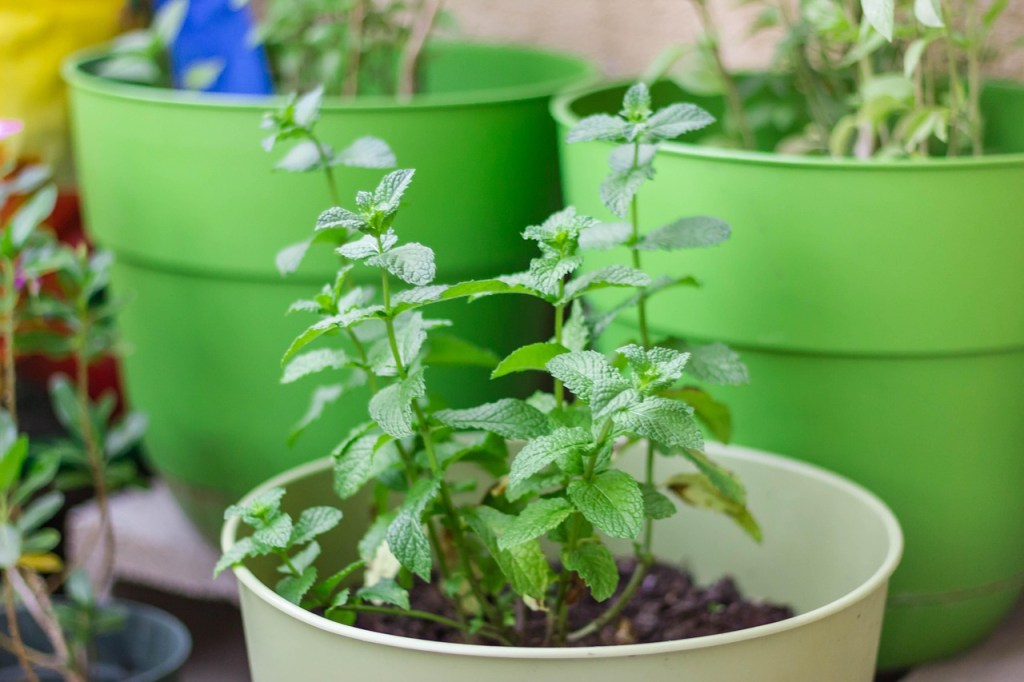 herbs grown in container pots