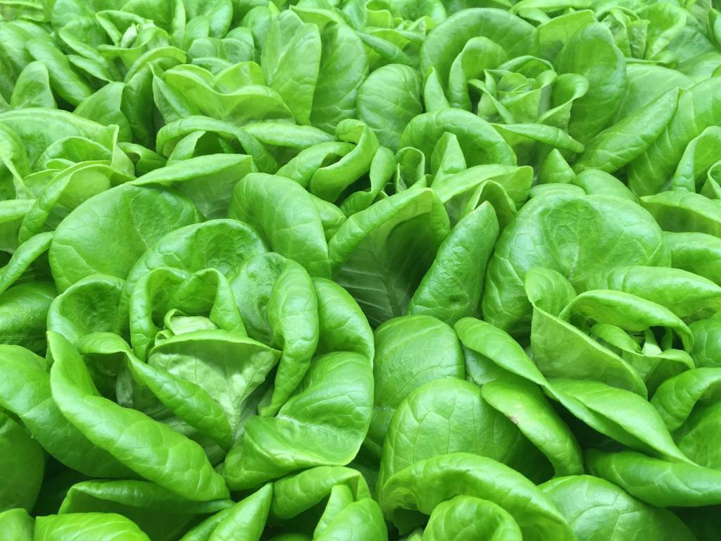 How to Harvest Lettuce, Kale, Spinach, and Other Leafy Greens So They Keep&nbsp;Growing
