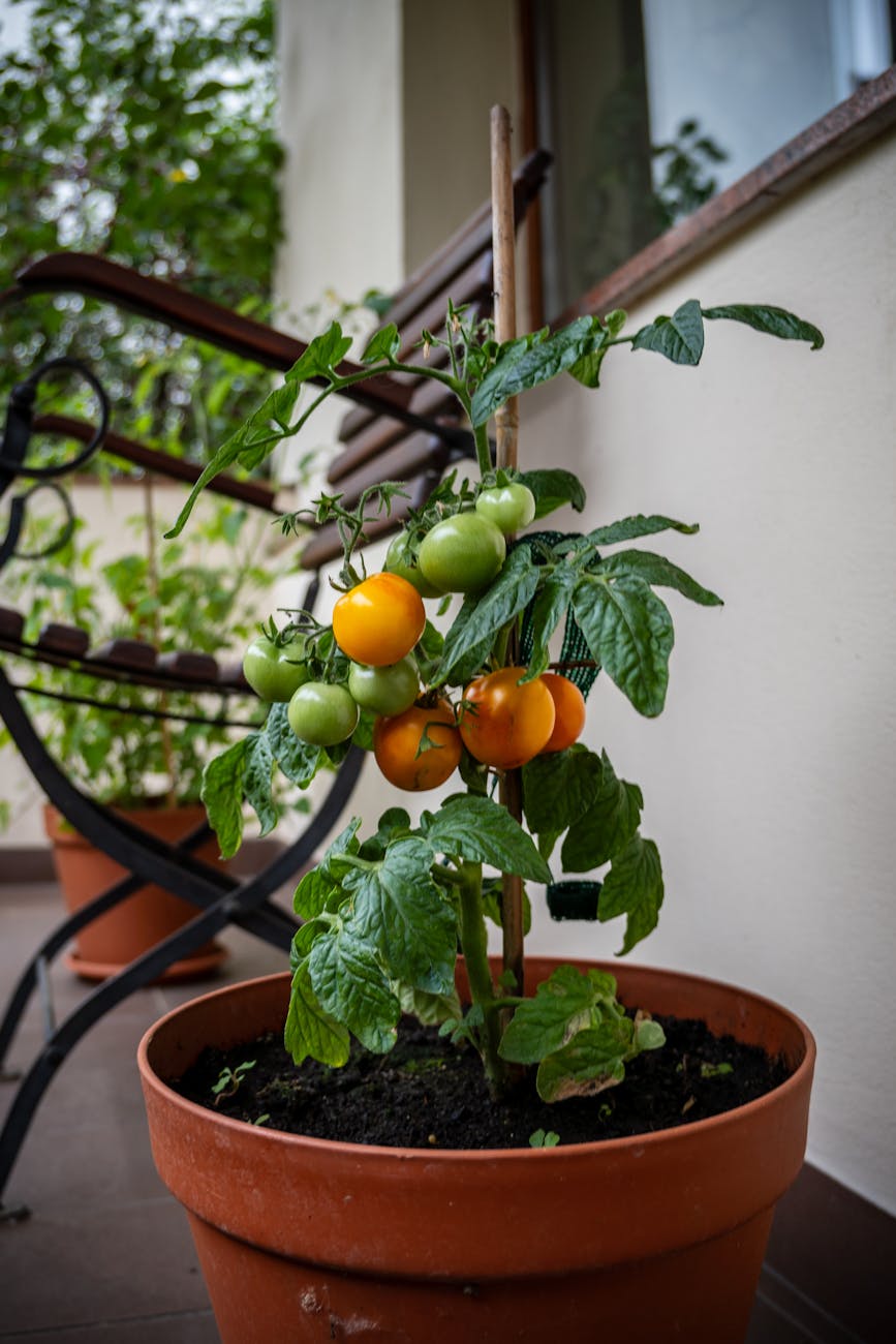 growing cherry tomato plant in container on patio