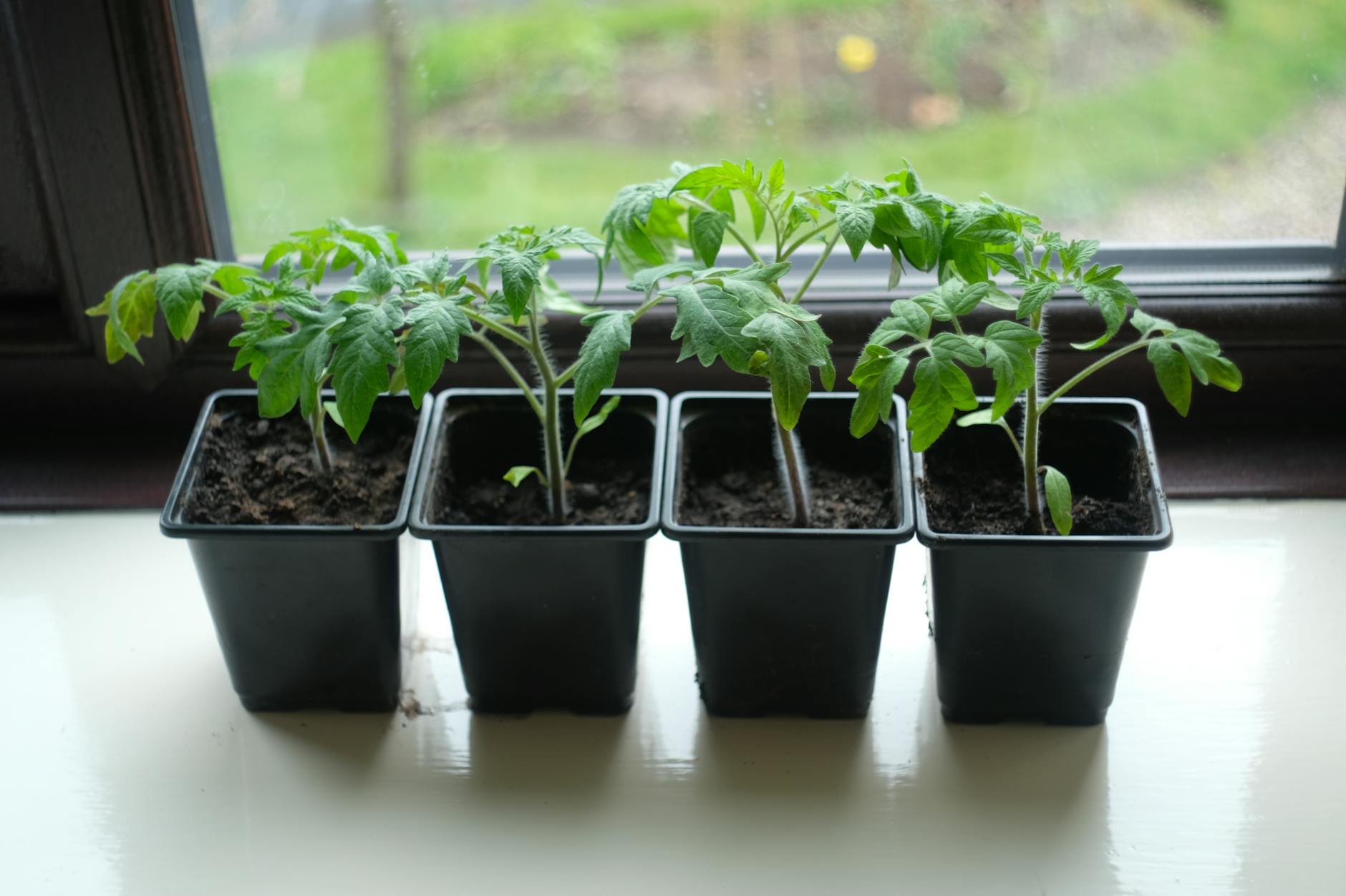 tomato seedling, grow vegetables indoors