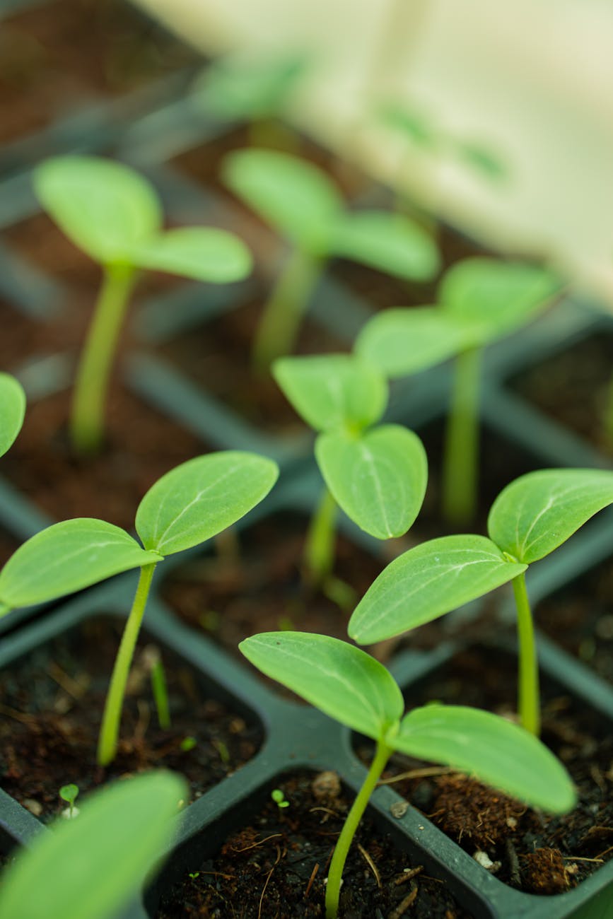 Seed Starting Indoors for Beginners: When to Start Based on Your&nbsp;Climate