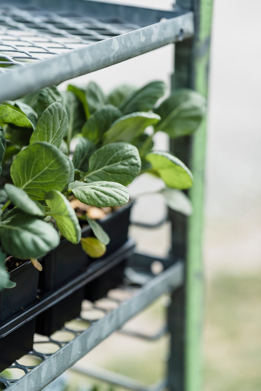 lettuce seedling, vegetable seedling