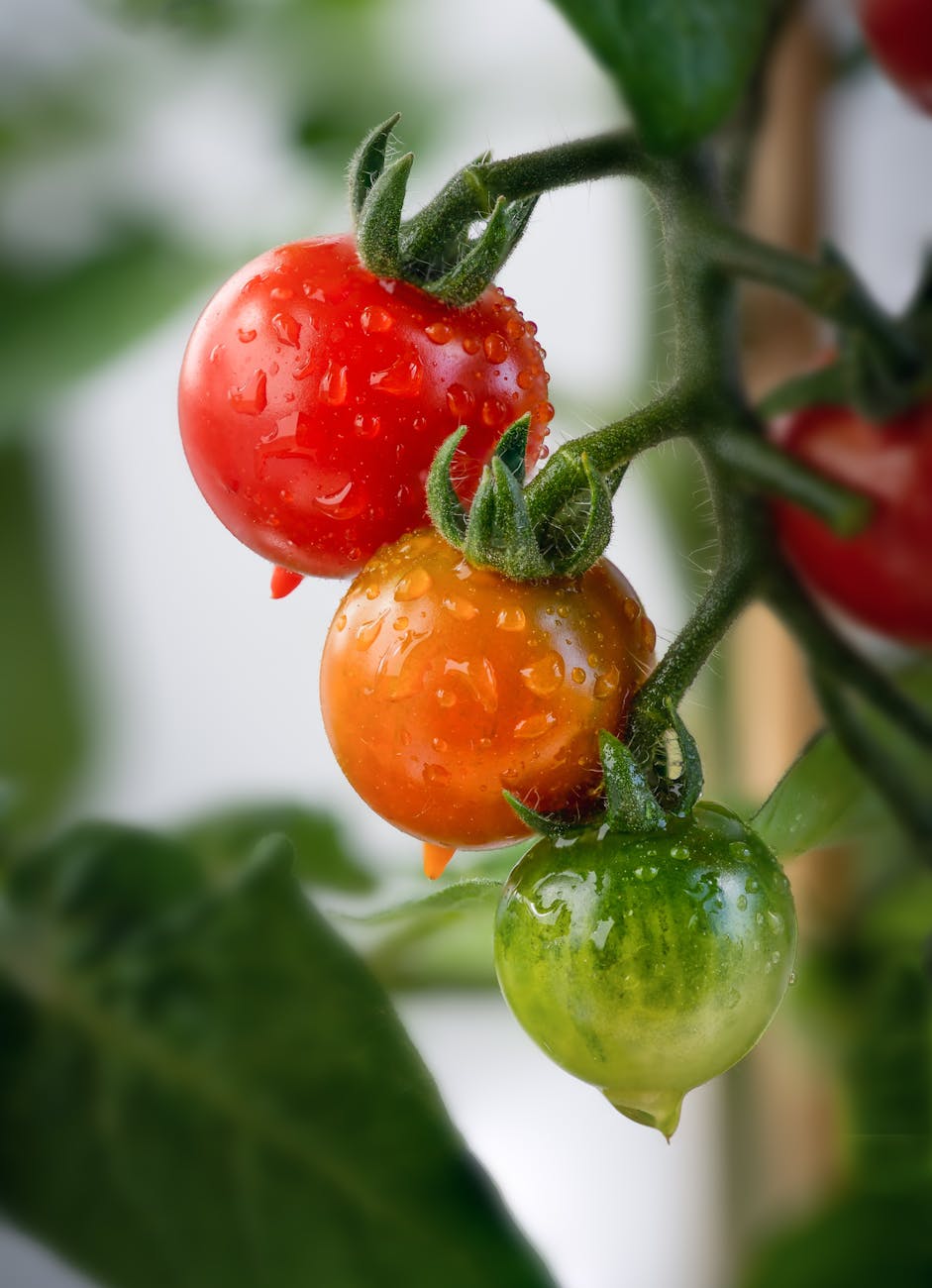 cherry tomatoes, growing tomatoes, vegetable garden, home gardening