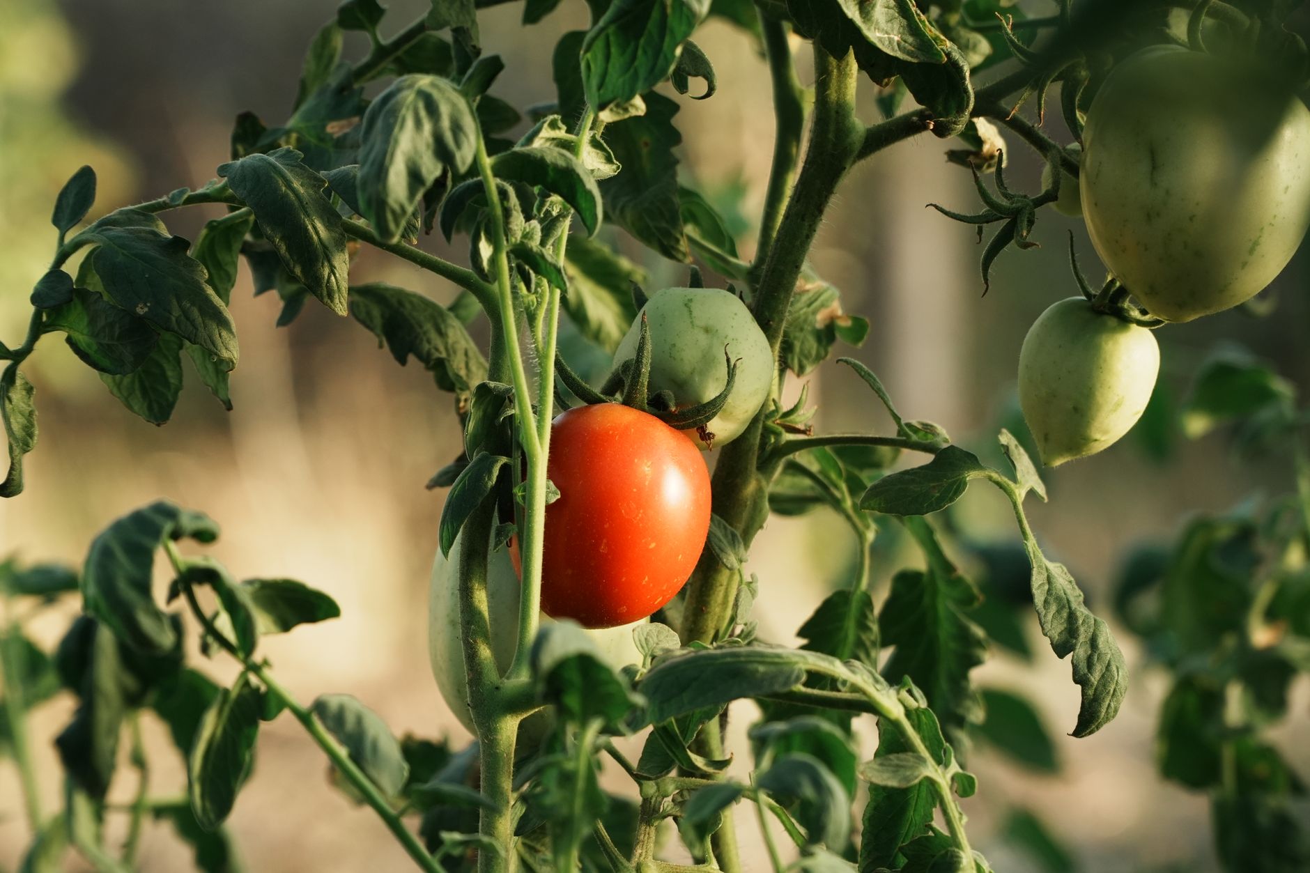 A close-up of a tomato plant featuring a bright red ripe tomato alongside several green tomatoes and slightly wilted leaves.